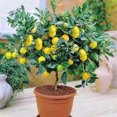 Collection image for: Lemon