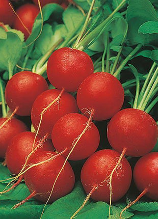 Radish Cherry Belle