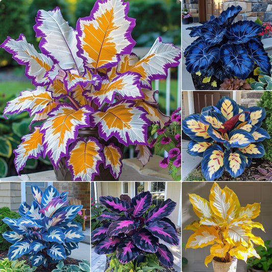 Kaleidoscope Caladium Plant