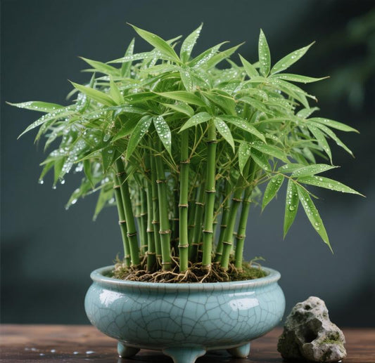 Lucky Bamboo Cypress Seeds – Indoor Live Houseplants for Home Décor, Low-Light Bamboo Plant, Feng Shui Good Luck Plant