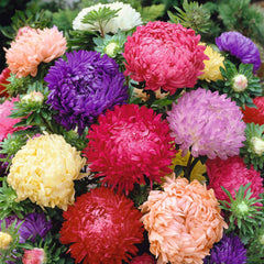 Collection image for: Peony
