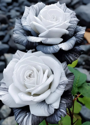 Rare Ink Rose Seeds