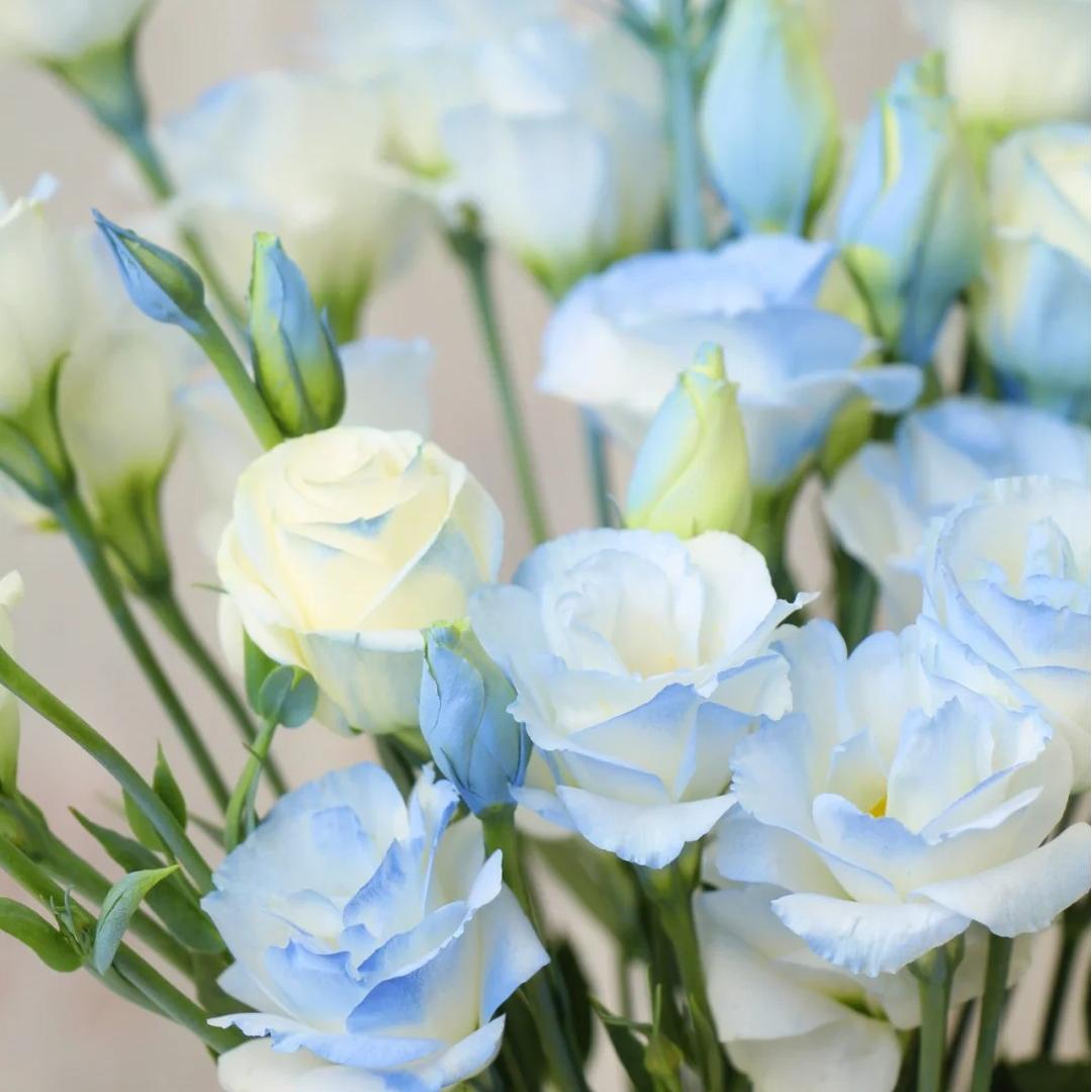 🌺Lisianthus – Sincere Love