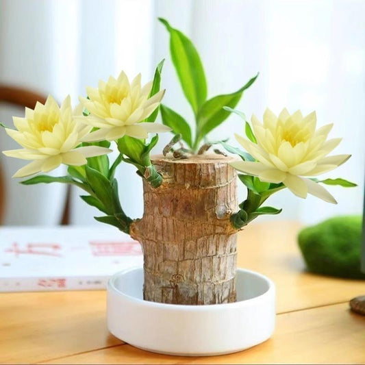 Lucky Brazilian Wood Tree with Elegant Ceramic Pot & Enchanted Doll – Symbol of Growth and Positive Energy