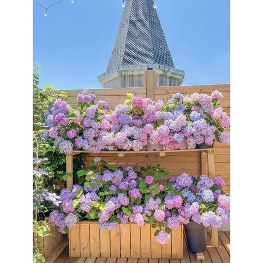 Hydrangea Flower Seeds 50 seeds Mixed Color Seeds Colorful Perennial Blooms for Outdoor Gardens Hardy and Low Maintenance Seeds for Beautiful Landscapes