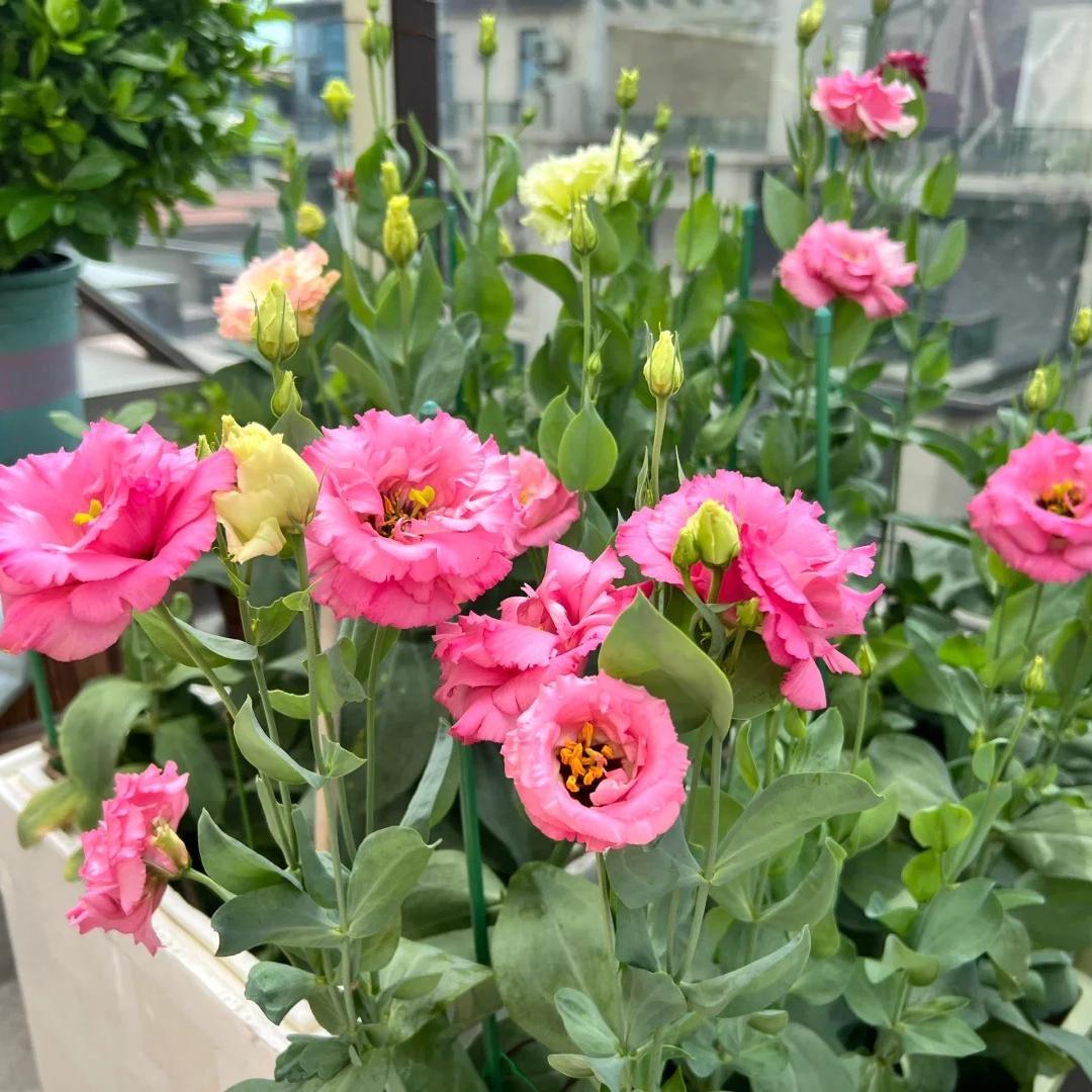 🌺Lisianthus – Sincere Love