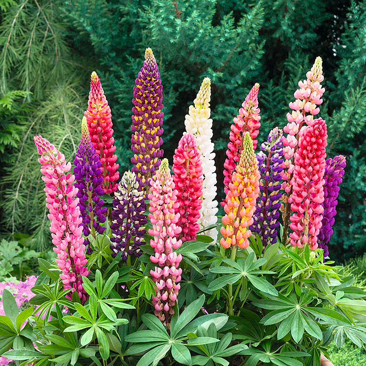 🌺Lupine Flower Seeds - Mother Flower