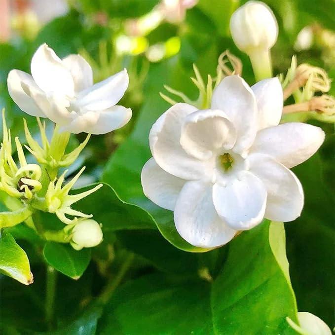 Jasmine Flower Seeds - 100Pcs Aromatic White Blossoms for Indoor Outdoor Use Easy to Grow High Germination Rates Perfect for DIY Gardening and Nature-Inspired Home Decor
