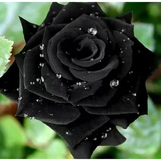 Black Rose Seeds - 100 Exotic Seeds for Home Garden Flower Planting black  rose
