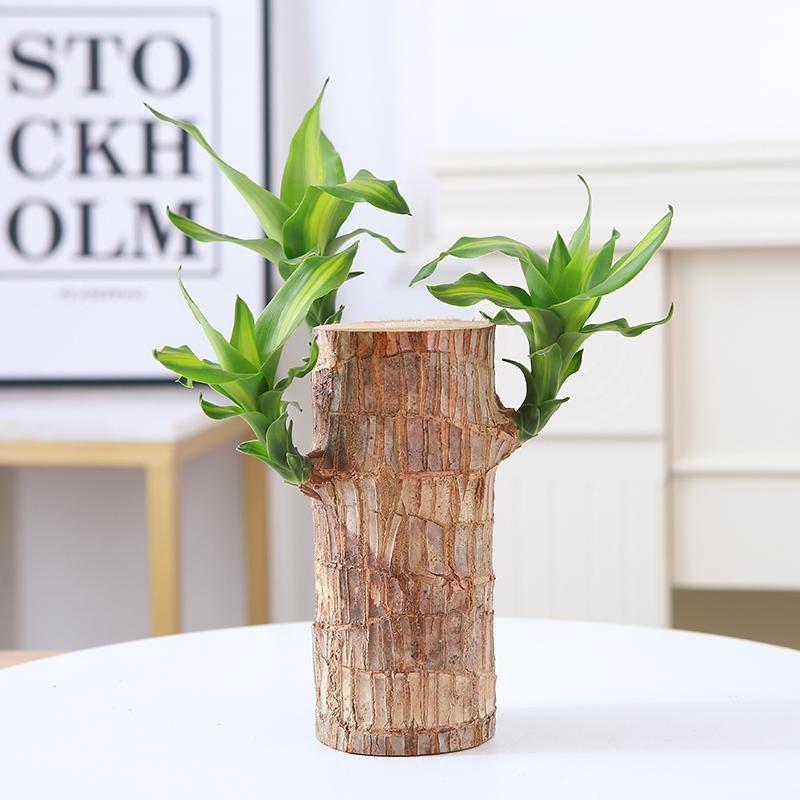 Brazilian Lucky Wood Set – Includes Tree, Tray & Mystery Doll for Fortune & Desktop Décor