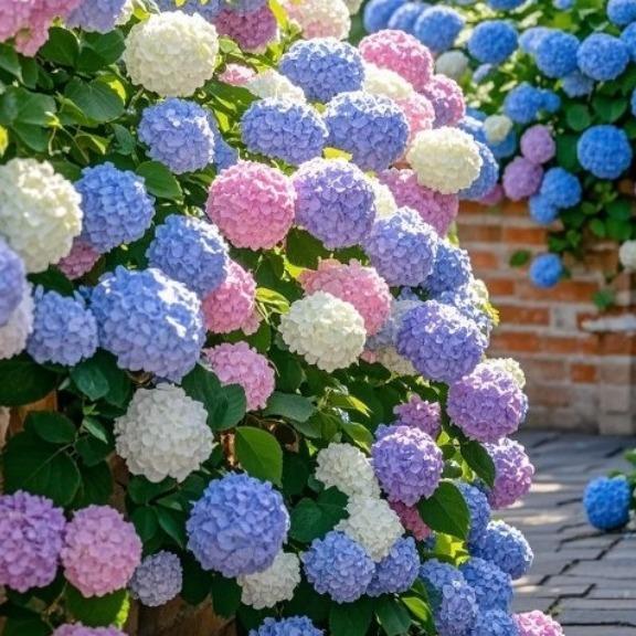 Hydrangea Seeds Mixed Colors – 200 Count – Grow Stunning Pastel & Bright Blooms