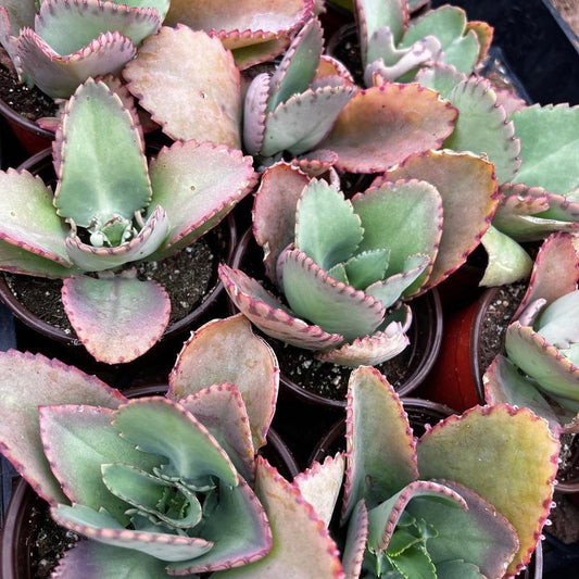 500Pcs Mother of Thousands Seeds – Hardy Succulents Ideal for Beginner Gardeners & Low-Maintenance Decor