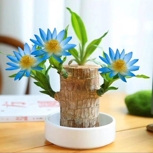 Goodbye Gift – Lucky Brazilian Wood Tree with Tray & Mystical Doll, Symbol of Distance and Lasting Bond