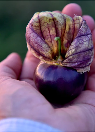 Purple Tomatillo Seeds - Non GMO