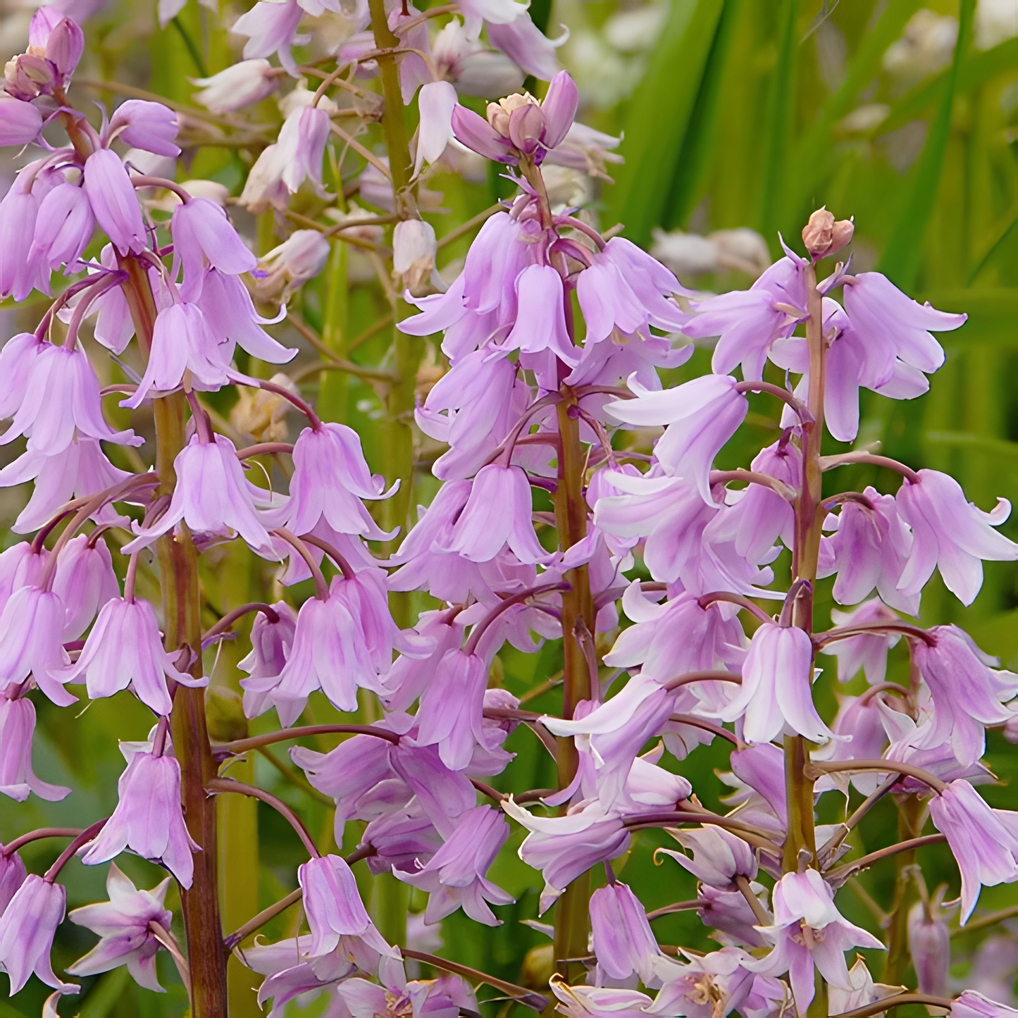 🧚‍♂️🔔Bluebells – The Fairies' Lucky Bells