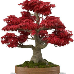 Collection image for: Maple Tree
