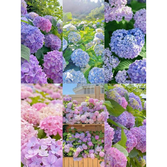 Hydrangea Seeds 50 seeds Mixed Color Seeds Perennial Flowers for Vibrant Garden Displays Hardy and Easy to Grow Perfect for Landscaping and Gardening Projects
