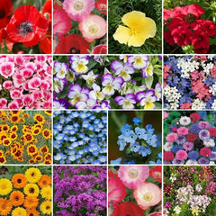 Collection image for: Wildflower