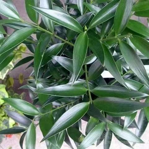 Lucky Bamboo Cypress Seeds – Indoor Live Houseplants for Home Décor, Low-Light Bamboo Plant, Feng Shui Good Luck Plant