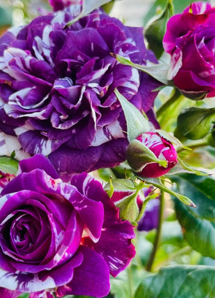 Rose  Scented Jewel