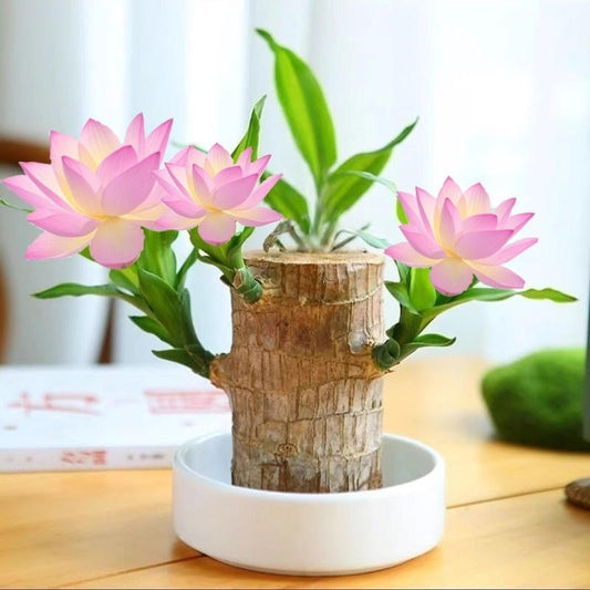 Brazilian Wood Bonsai – Potted Lucky Plant for Desktop or Gift Use