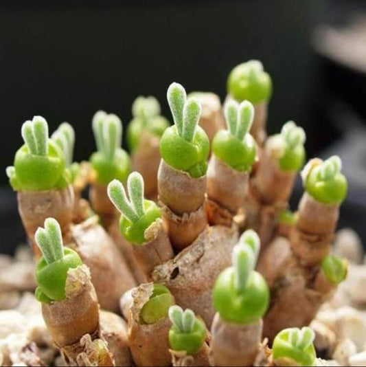 500Pcs Monilaria Obconica Bunny Seeds – Rare, Adorable Succulent for Indoor and Outdoor Gardening, Perfect for Unique Plant Displays