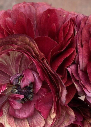 RANUNCULUS PICOTEE CAFE