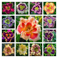 Collection image for: Lily