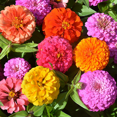 Collection image for: Zinnia