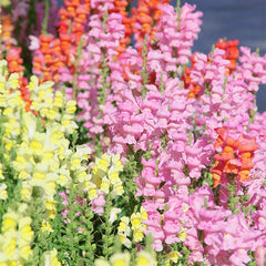 Collection image for: Snapdragon