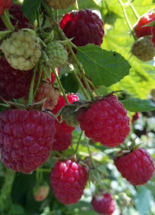 Raspberry Seeds