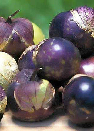 Purple Tomatillo Seeds - Non GMO