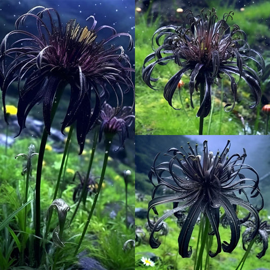 🖤Black Spider Lily