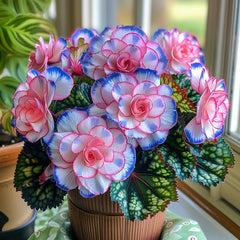 Collection image for: Begonia
